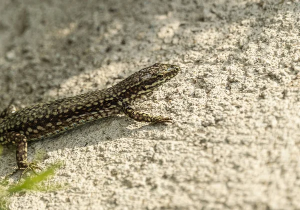 Closeup Shot Lilford Wall Lizard Lying Sun — стокове фото