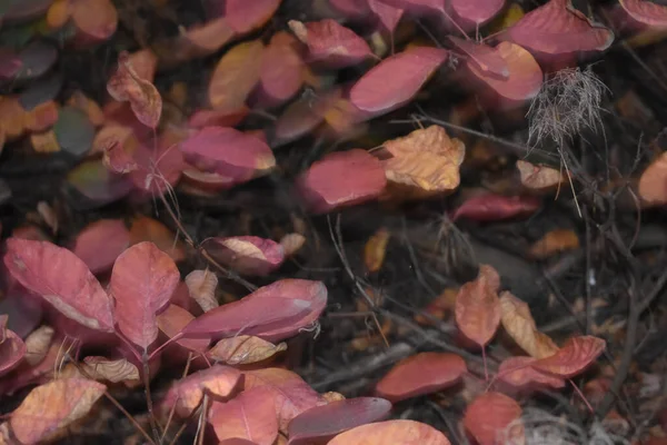 Top View Shot Shrubs Colorful Autumn Leaves Ground Covered Fallen — Stok fotoğraf