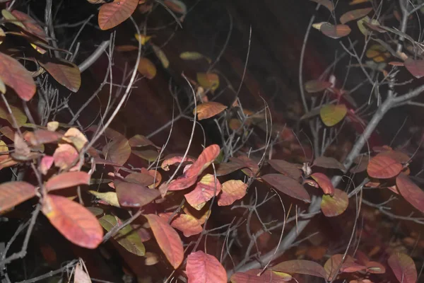 Top View Shot Shrubs Colorful Autumn Leaves Ground Covered Fallen —  Fotos de Stock