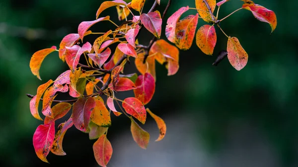 Selective Colorful Leaves Tree — 스톡 사진