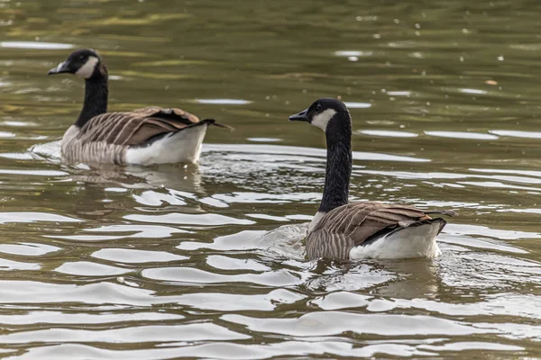 Beautiful Shot Swans Swimming Lake — Stockfoto