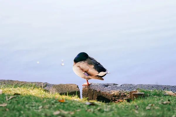 Nahaufnahme Einer Ente Auf Einem Felsen Der Nähe Eines Teiches — Stockfoto