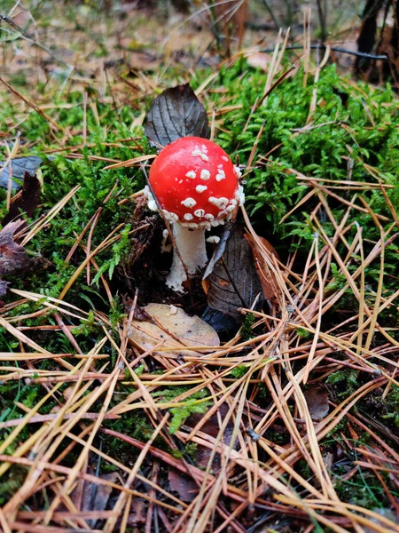 Vertical Shot Amanita Muscaria Commonly Known Fly Agaric Forest — Fotografia de Stock
