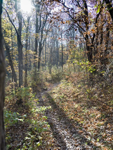 Path Leads Autumn Park Vernon — 스톡 사진