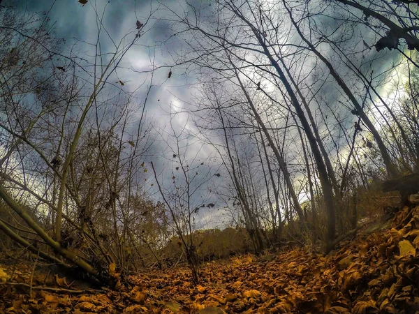 Les Tenkými Stromy Bez Listí Pod Ponurým Nebem Podzim — Stock fotografie