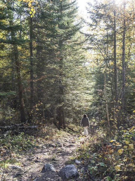 Beautiful Shot Man Walks Autumn Forest Vernon — Foto Stock
