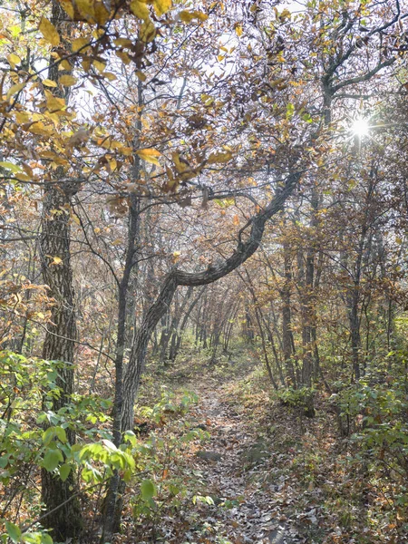 Path Leads Vernon Hiking Trail — стокове фото