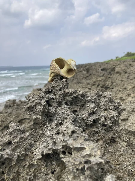 海の近くの石の上の美しいシェル — ストック写真