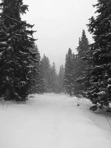 針葉樹林の雪道のグレースケールショット — ストック写真
