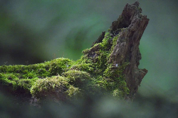 Closeup Mossy Tree Trunk Garden —  Fotos de Stock
