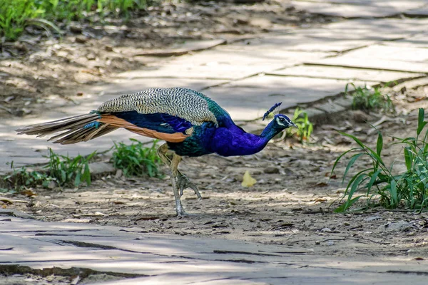 Färgglad Påfågel Zoological Park New Delhi Indien — Stockfoto