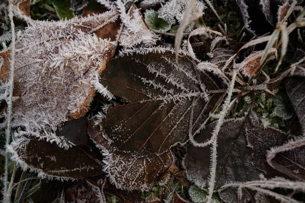 Leaves Covered White Frost Forest — Stock Photo, Image