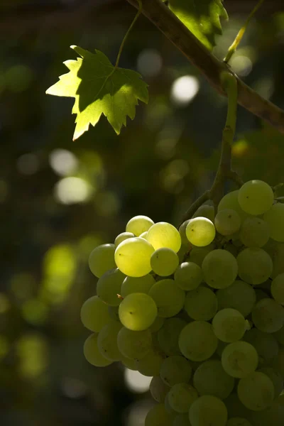 Closeup Shot Fresh Green Grapes Vineyard — Stockfoto