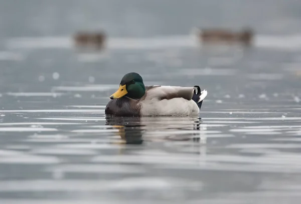 Closeup Shot Male Mallard Duck Floating Calm Lake — стоковое фото