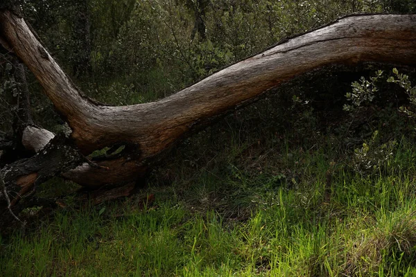 Ein Alter Umgestürzter Baum Wald — Stockfoto