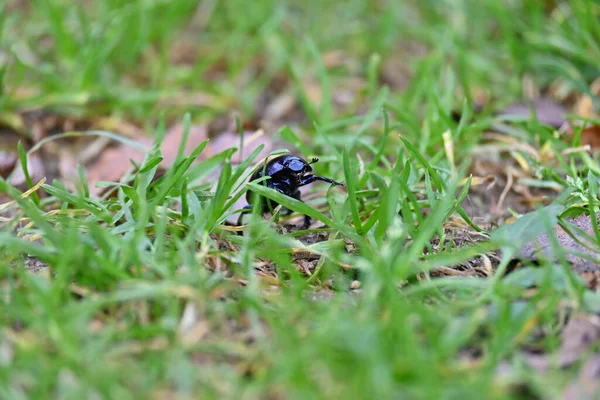 绿色草地上的一只蓝色大甲虫 — 图库照片
