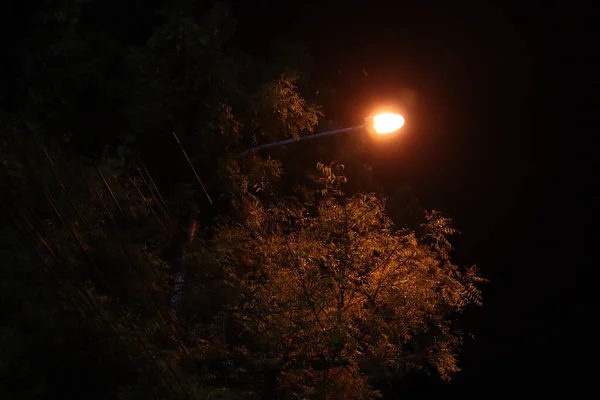 Switched Light Pole Trees Night — Zdjęcie stockowe