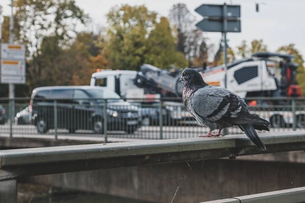 Selective Focus Shot Dove Perched Railing Traffic Neckar Bridge Background — Photo