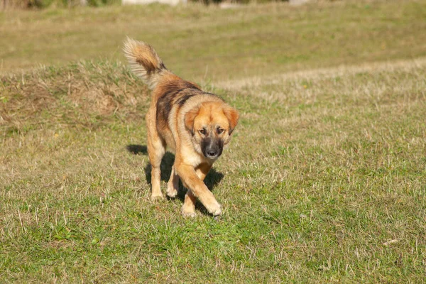 Evcil Bir Köpek Çayırda Yürüyor — Stok fotoğraf