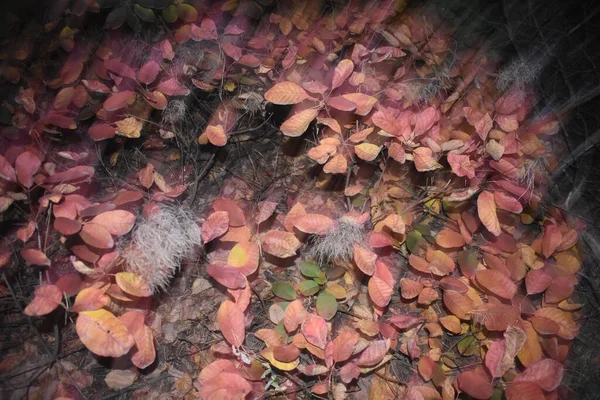 Top View Shot Shrubs Colorful Autumn Leaves Ground Covered Fallen —  Fotos de Stock