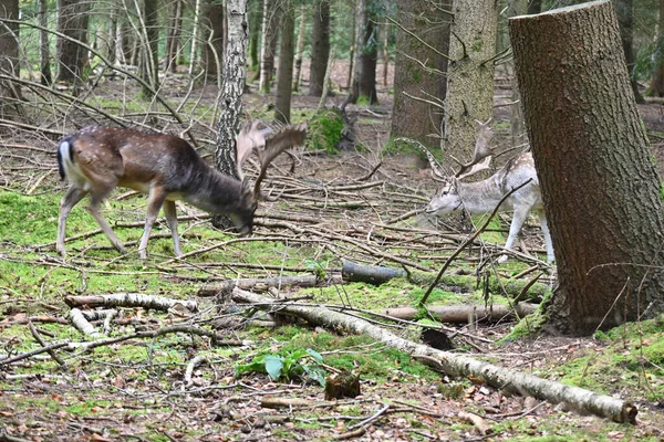 Young Deer Searching Food Forest — Stockfoto
