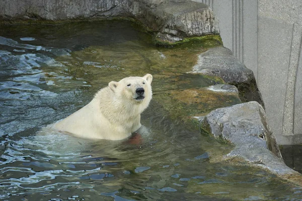 Polar Bear Ursus Maritimus Zoo Schonbrunn — Foto Stock