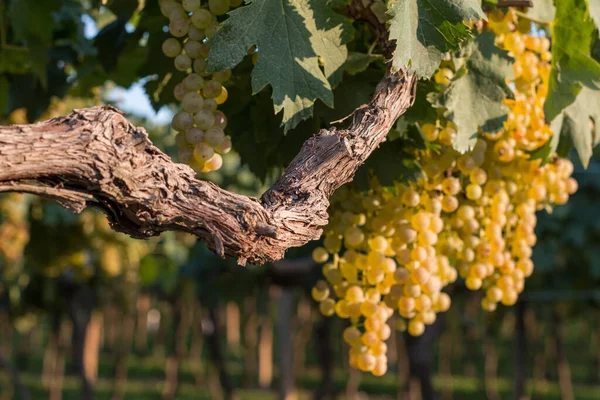 Closeup Shot Bunches Grapes Garden Sunlight — Foto Stock