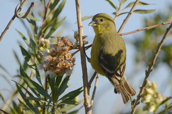 Selective Focus Shot Greenfinch Perched Branch — Stock Photo, Image