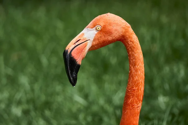 Selective Pink Flamingo Greenery — Zdjęcie stockowe