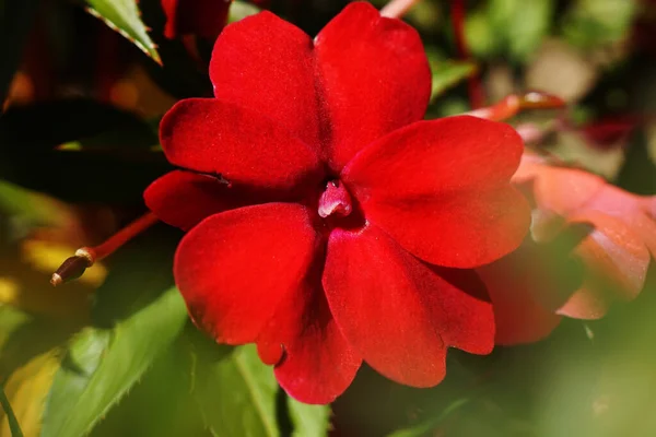 Close Uma Flor Vermelha Touch Jardim — Fotografia de Stock