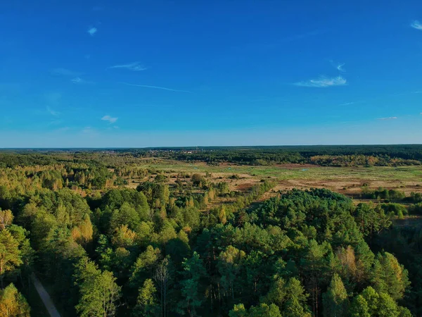 Красивый Вид Зеленый Лес Солнцем Голубом Фоне Неба — стоковое фото