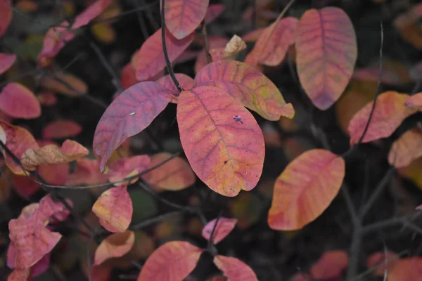 Eine Nahaufnahme Von Fallenden Blättern Einem Baum — Stockfoto