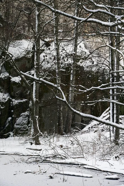Une Forêt Couverte Neige Blanche Hiver Larvik Norvège — Photo