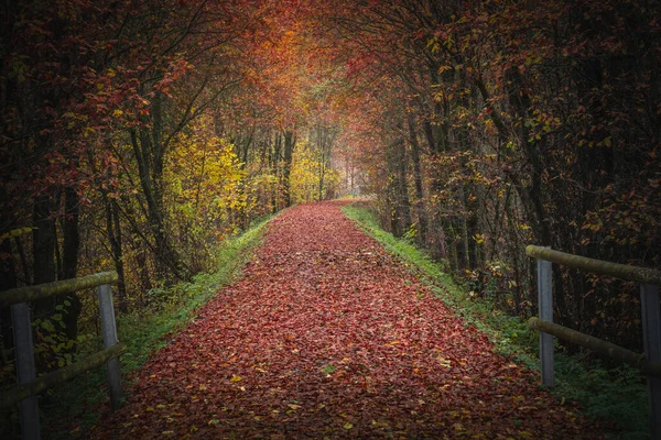 Colorful Autumn Forest Pathway Covered Leaves Bavarian Forest Germany — Stock Photo, Image