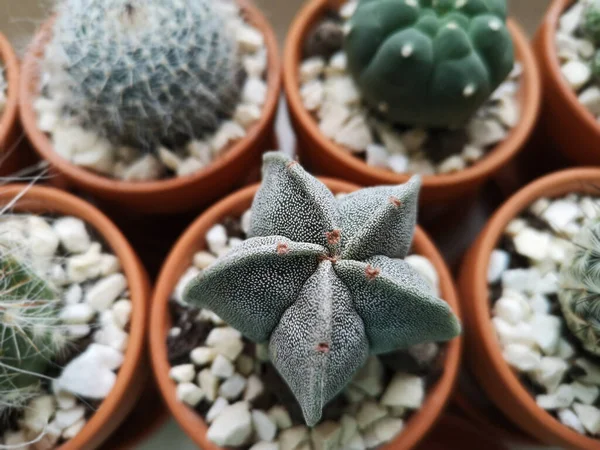 Top View Different Beautiful Cactuses Clay Pots Decorated White Stones — Stock Fotó