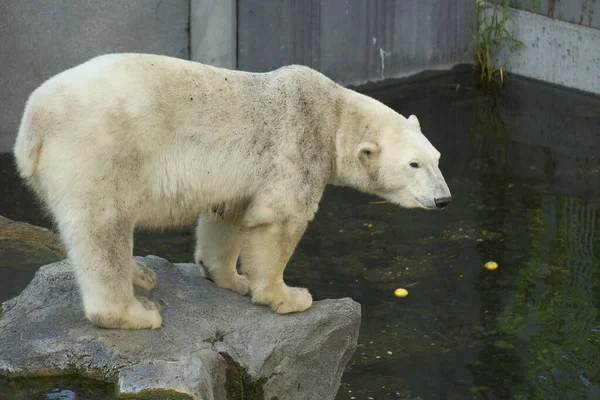 Polar Bear Ursus Maritimus Zoo Schonbrunn — Foto Stock