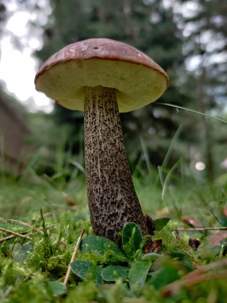 Selective Focus Shot Big Brown Mushroom Forest — Foto de Stock