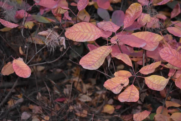 Top View Shot Shrubs Colorful Autumn Leaves Ground Covered Fallen — Photo