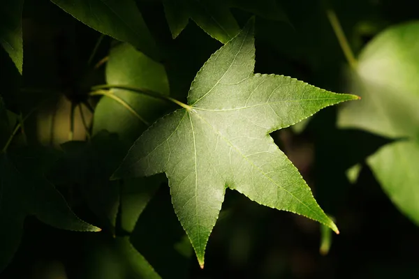 Ein Grünes Bonbonblatt Garten — Stockfoto