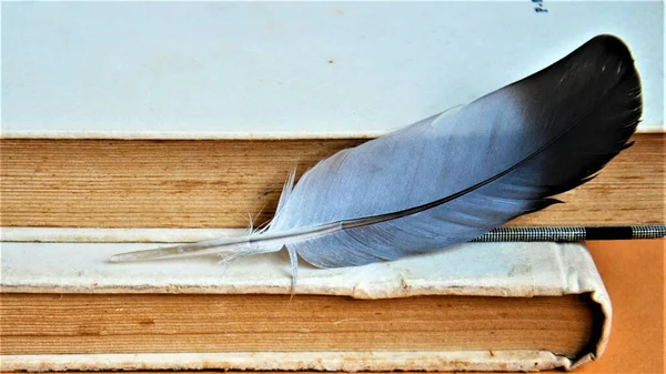 Closeup Shot Book Feather Table — Stockfoto