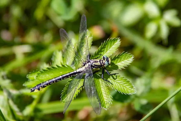 Selective Focus Dragonfly Sitting Leaf — Stock Fotó