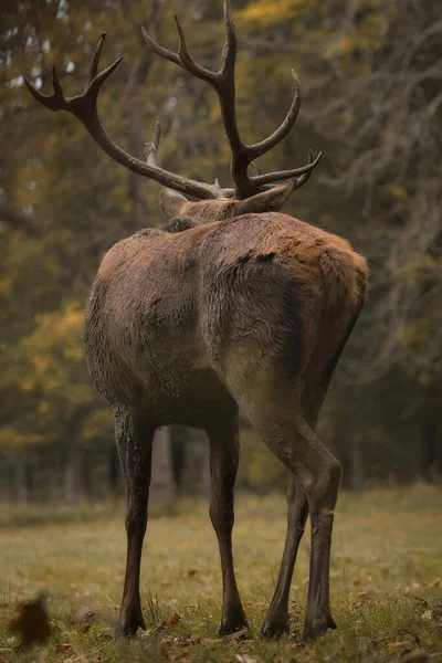 Vertical Shot Deer Back Fall Forest — Stock Photo, Image