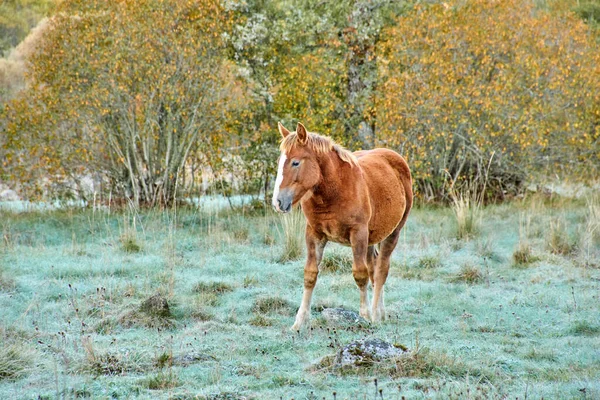 Самотній Золотисто Коричневий Кінь Стоїть Полі Їсть Траву — стокове фото