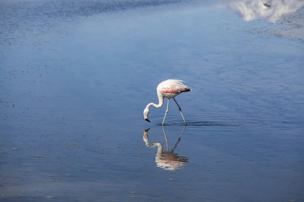 Closeup Flamingo Drinking Water Lake — Stock Photo, Image