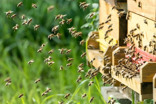 Ένα Επιλεκτικό Πλάνο Εστίασης Μιας Ομάδας Μελισσών Στη Φύση — Φωτογραφία Αρχείου