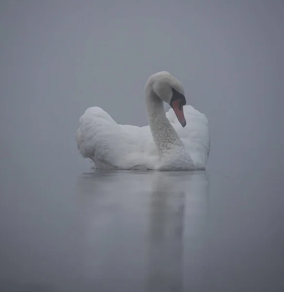 Closeup Shot White Swan Floating Calm Lake — Foto Stock