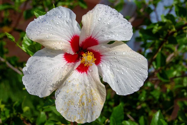 Selective White Hibiscus Flower Garden — Stock Photo, Image