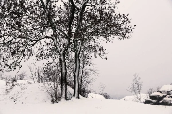 노르웨이의 라르비크에서 겨울에 백설로 — 스톡 사진