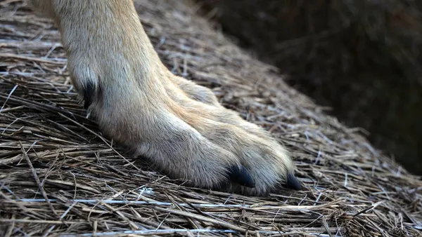 乾燥した草の表面にオオカミの足のクローズアップショット — ストック写真