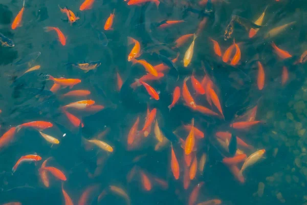 Closeup Red Carp Fish Swimming Water — Stok Foto
